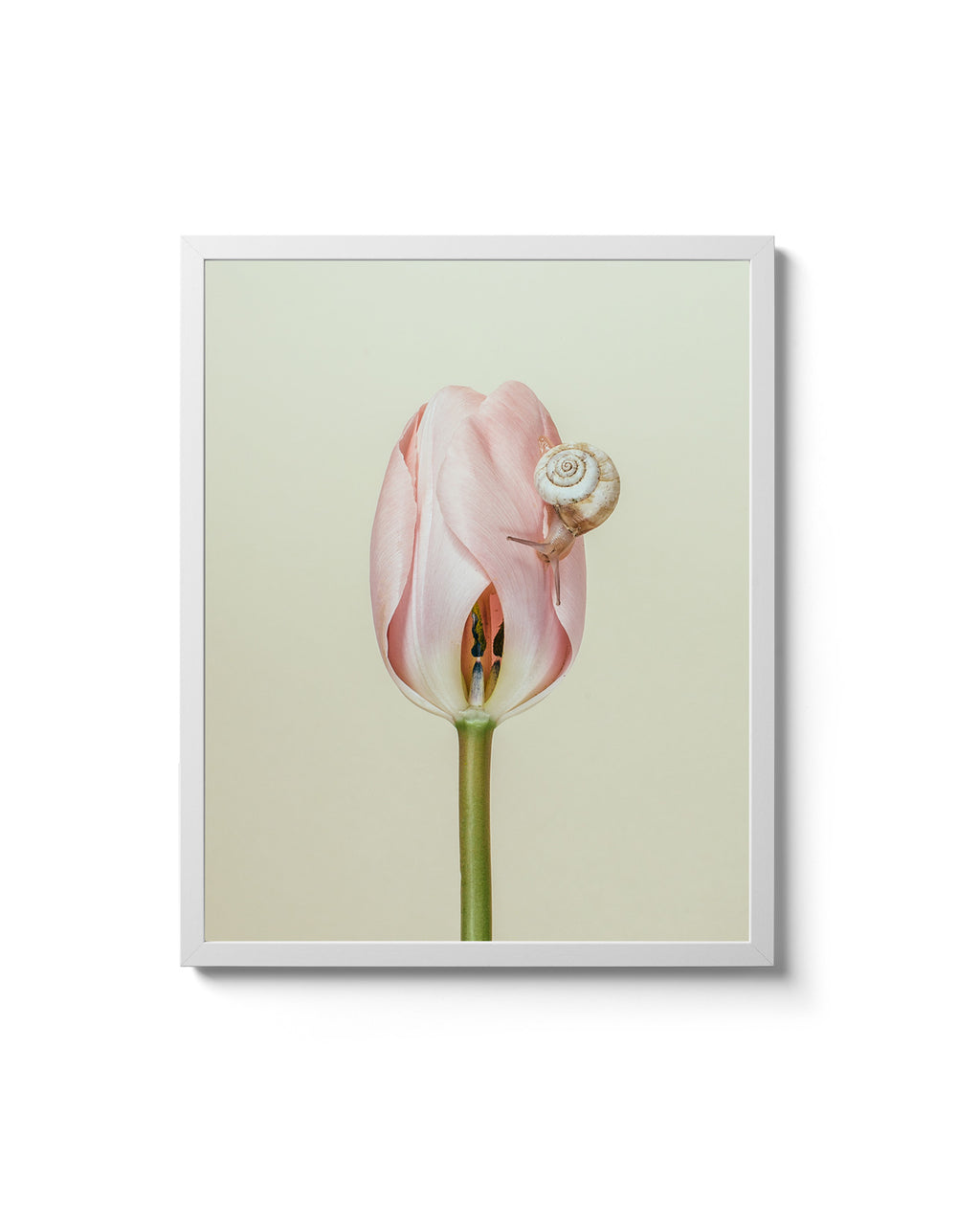 Tulip & Frank